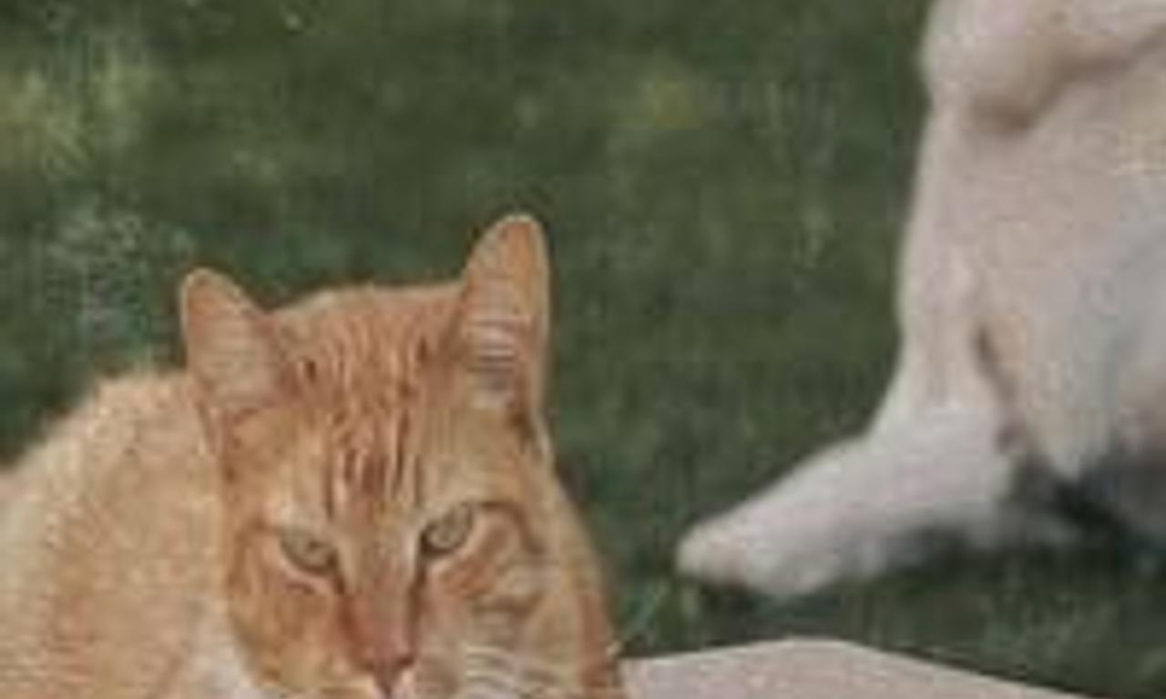 header image for PAWsonel Preference