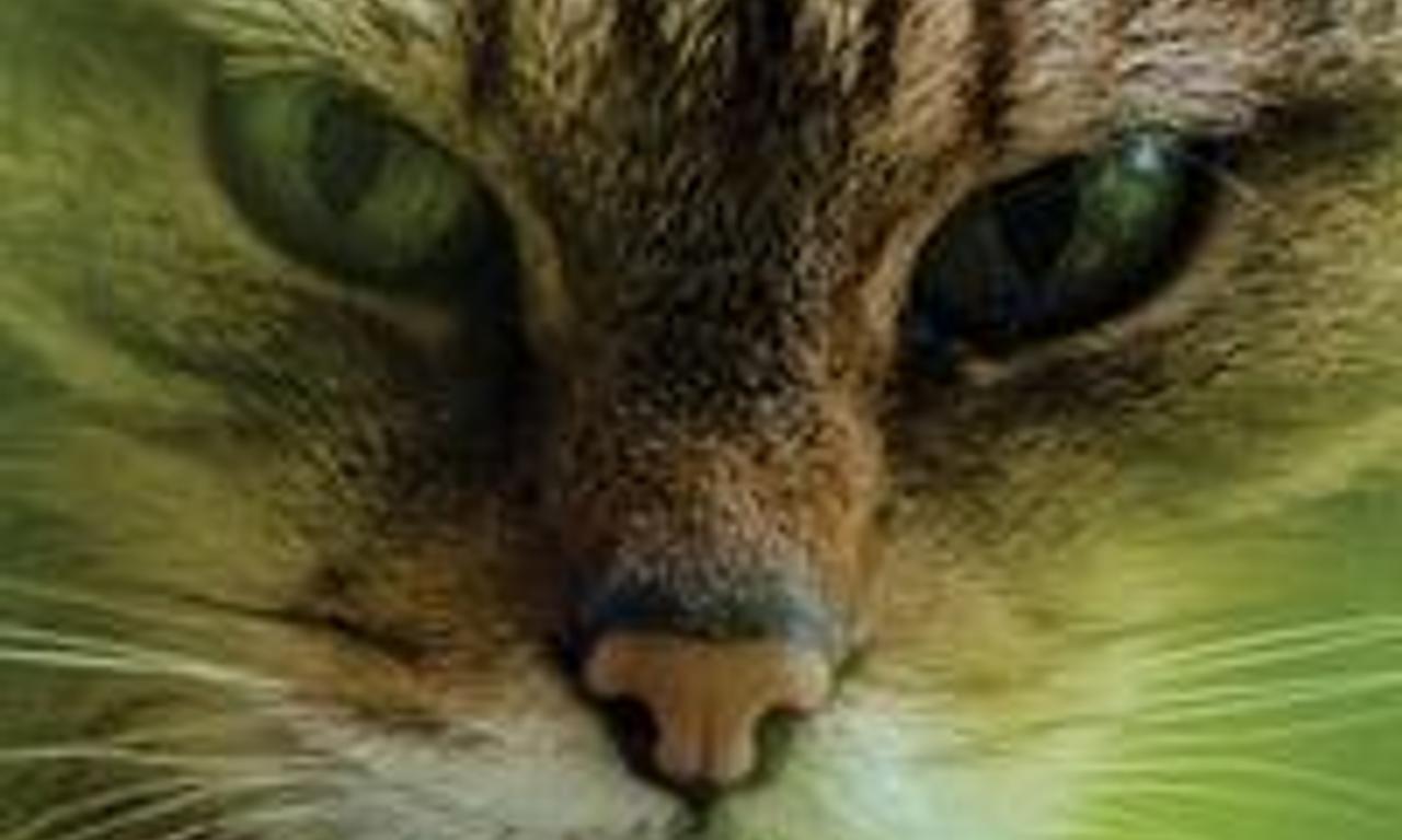 header image for The Tigers of Scotland