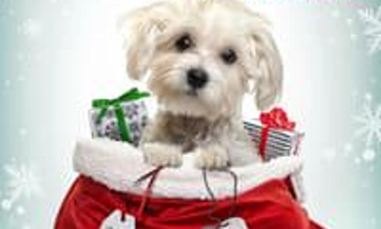 header image for Charlie's Christmas Wish