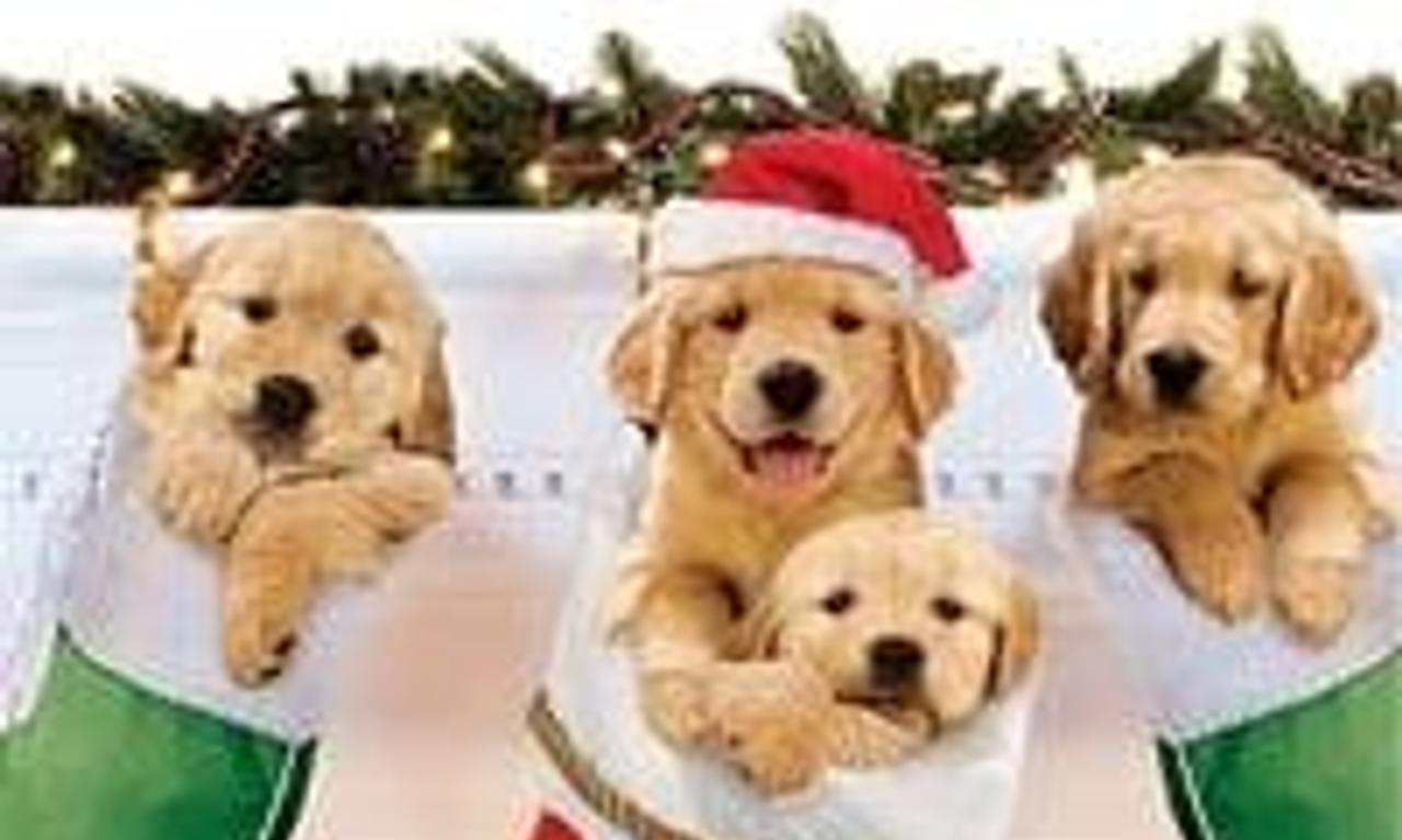 header image for 3 Holiday Tails