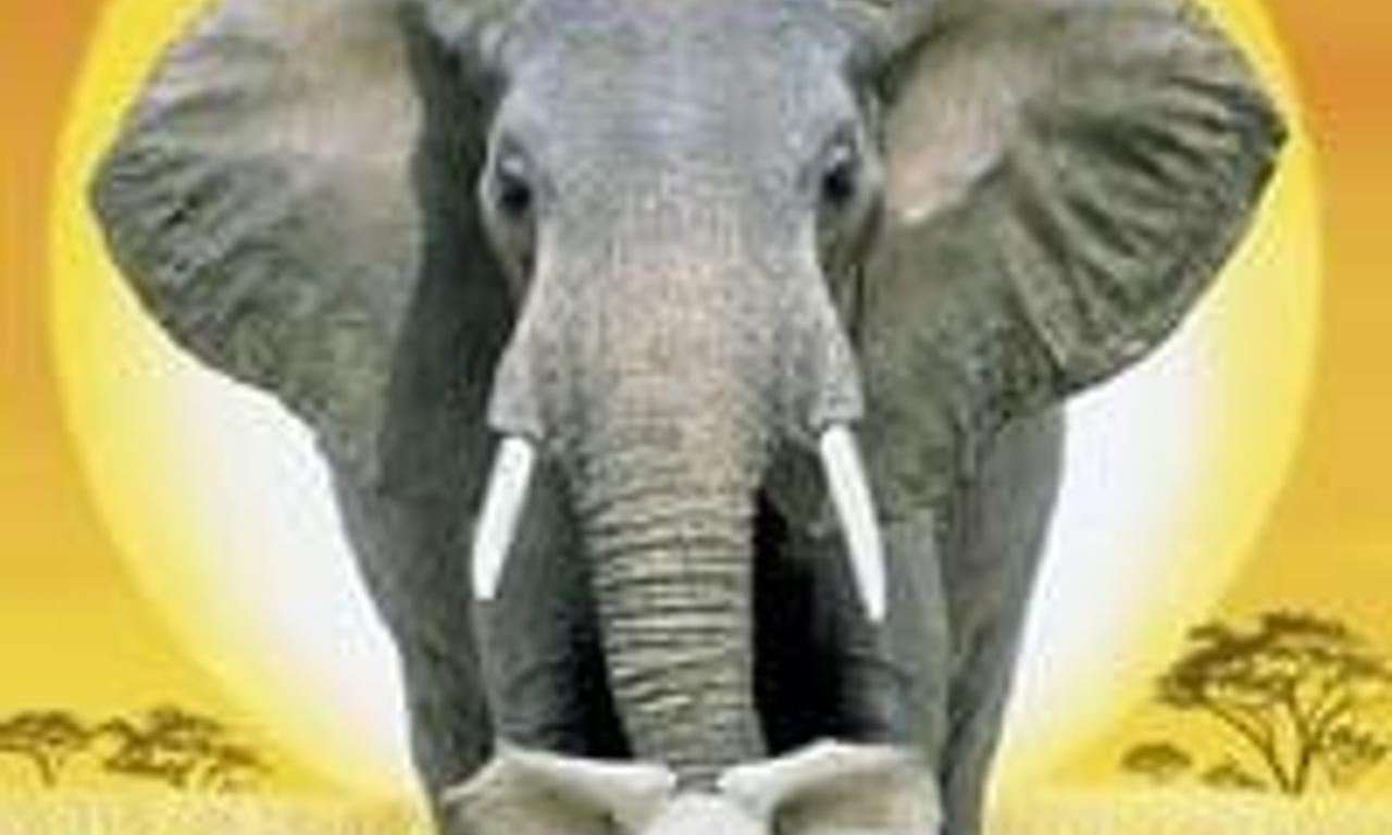 header image for Whispers: An Elephant's Tale