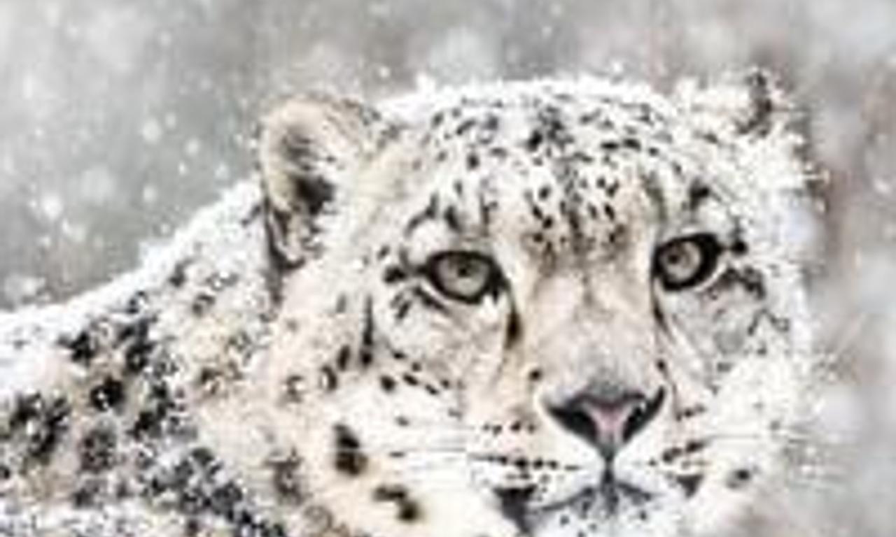 header image for Snow Animals