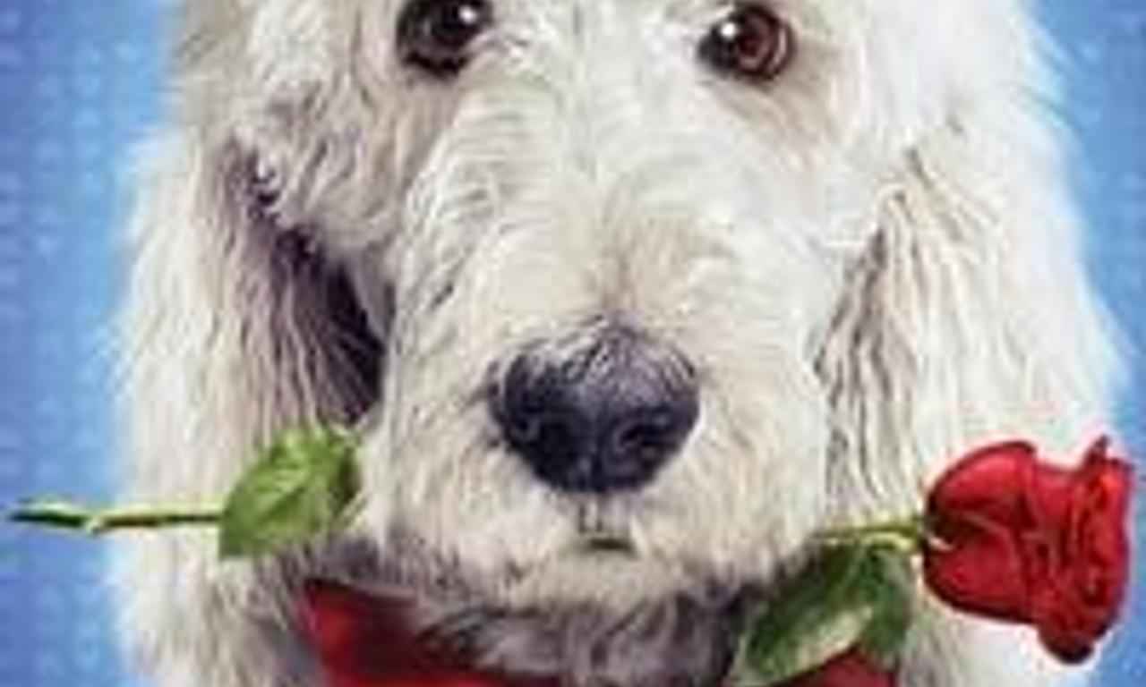 header image for In the Dog House