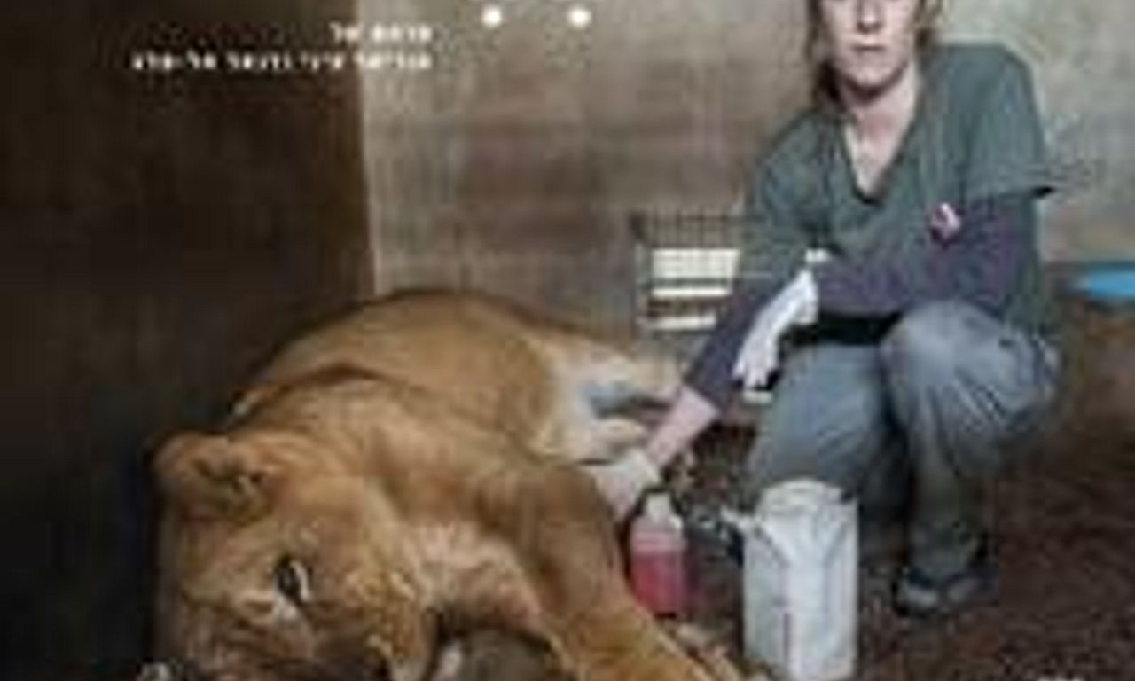 header image for Wild: Life, Death and Love in a Wildlife Hospital