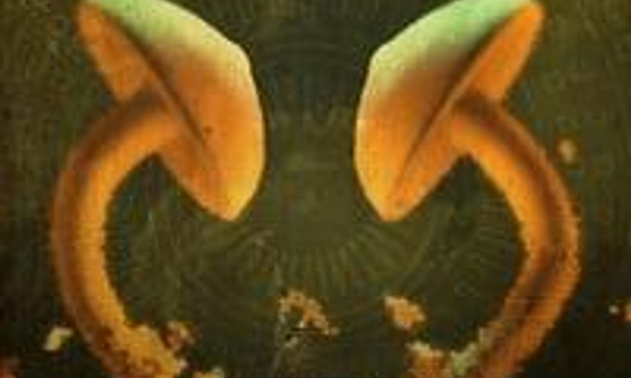 header image for A New Understanding: The Science of Psilocybin