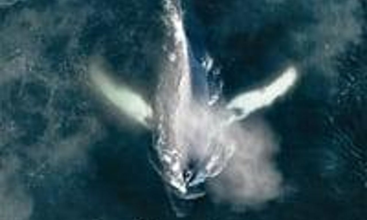 header image for The Whale and the Raven