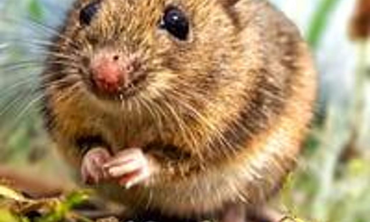 header image for Wild Tales From The Village