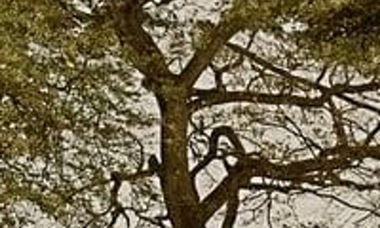 header image for The Emigrants