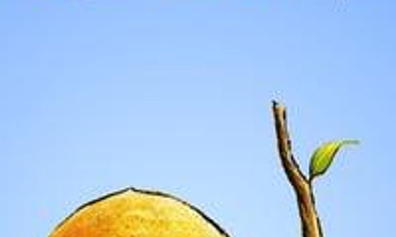 header image for Stick and Stone