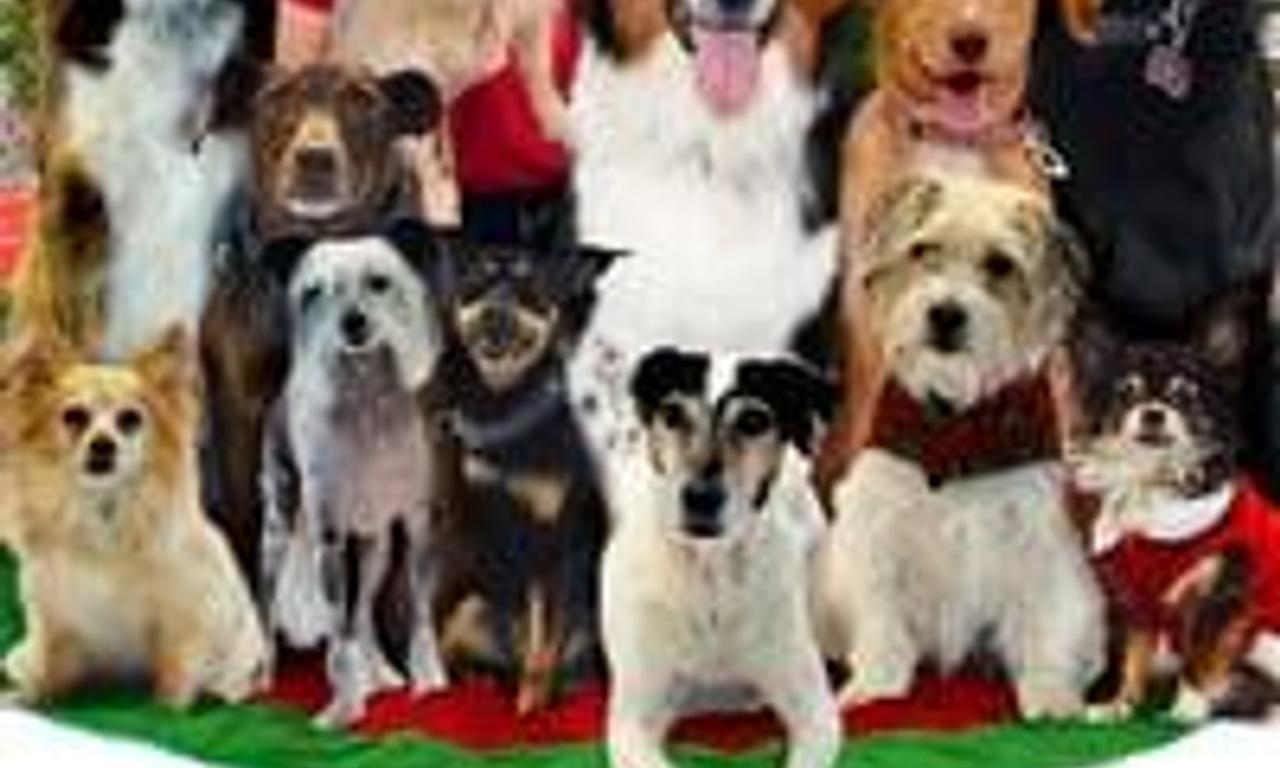 header image for 12 Dog Days Till Christmas