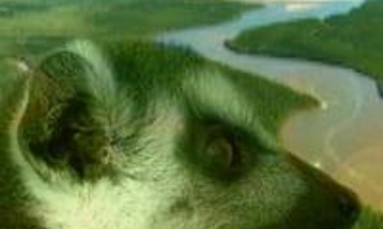 header image for Wild Madagascar