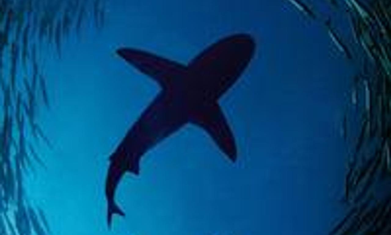 header image for The Wild Pacific