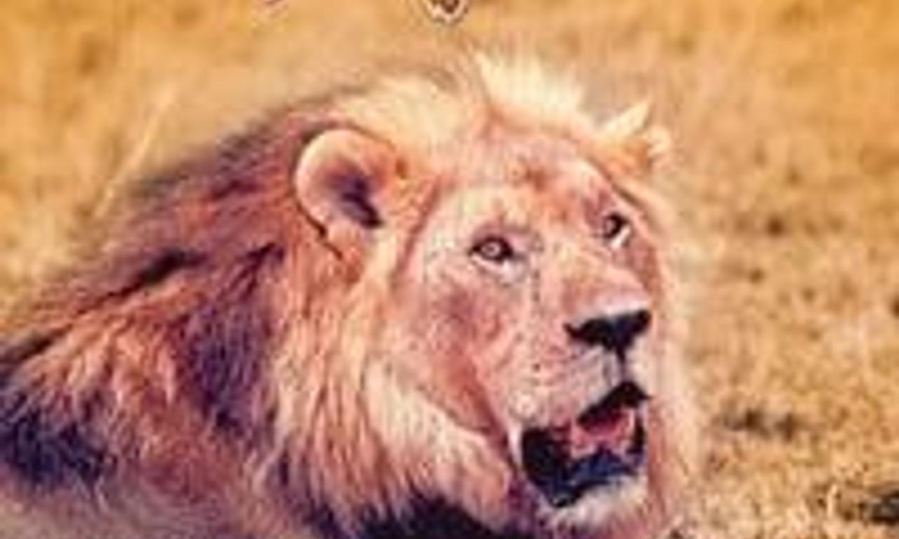 header image for The African Lion