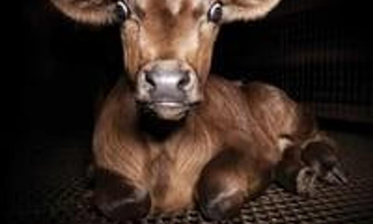 header image for Dominion