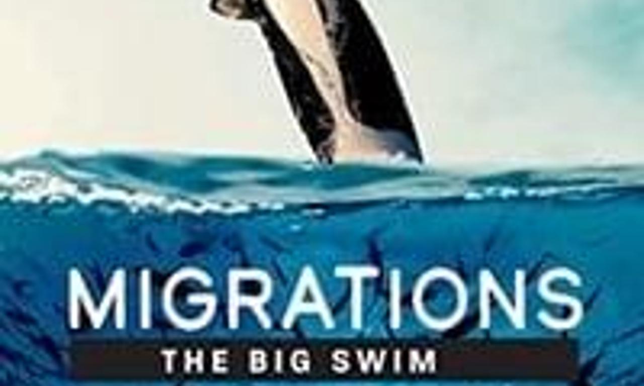 header image for Migrations: The Big Swim