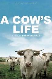 Bovines