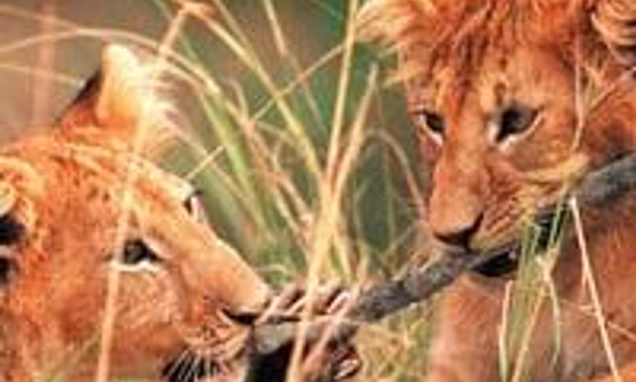 header image for Born Free