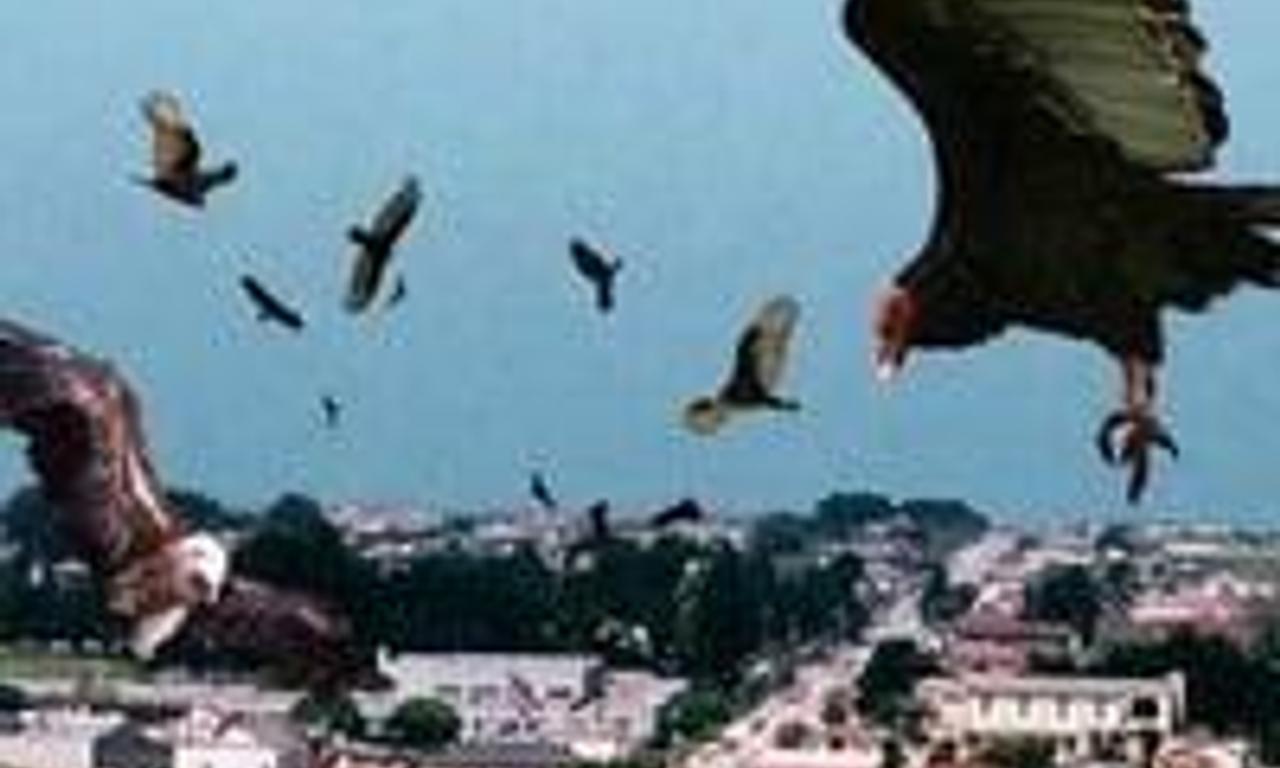 header image for Birdemic: Shock and Terror