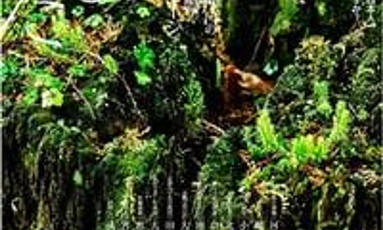 header image for In Between Mountains And Oceans