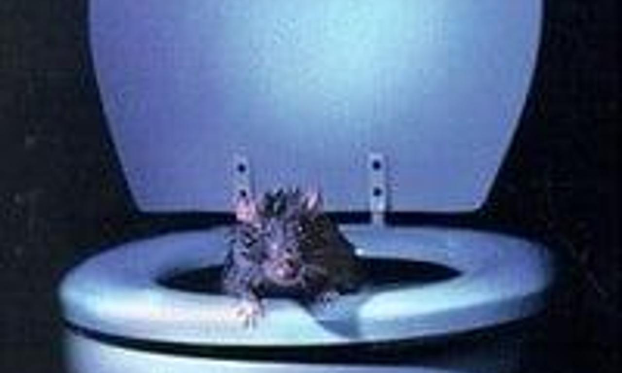 header image for Rat