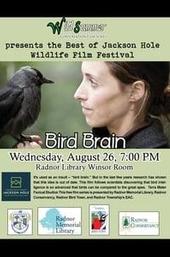 Bird Brain