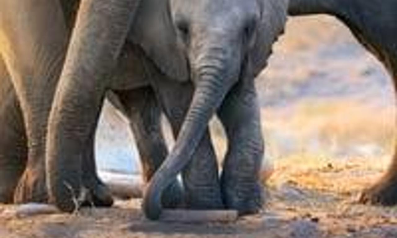 header image for Elephant