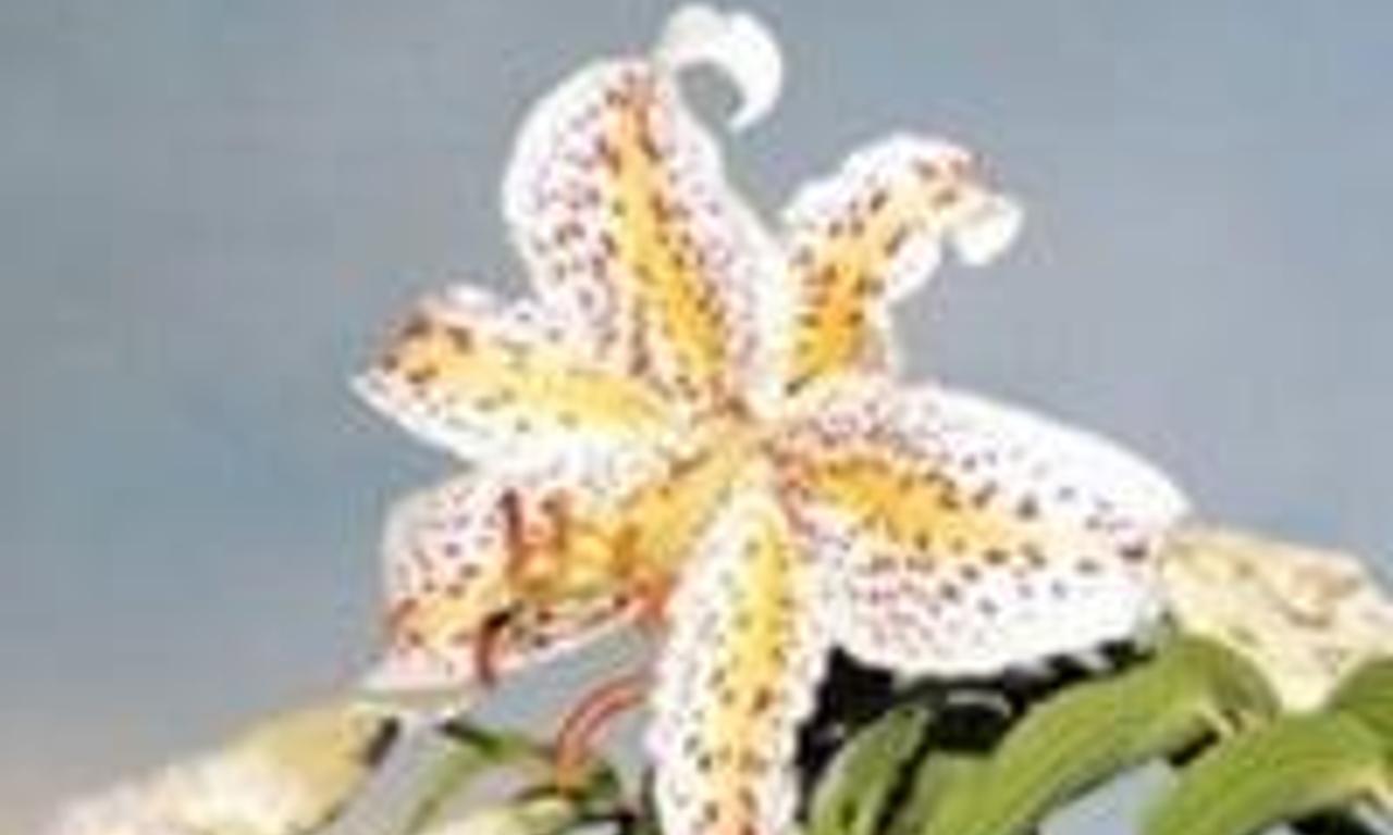 header image for Distance