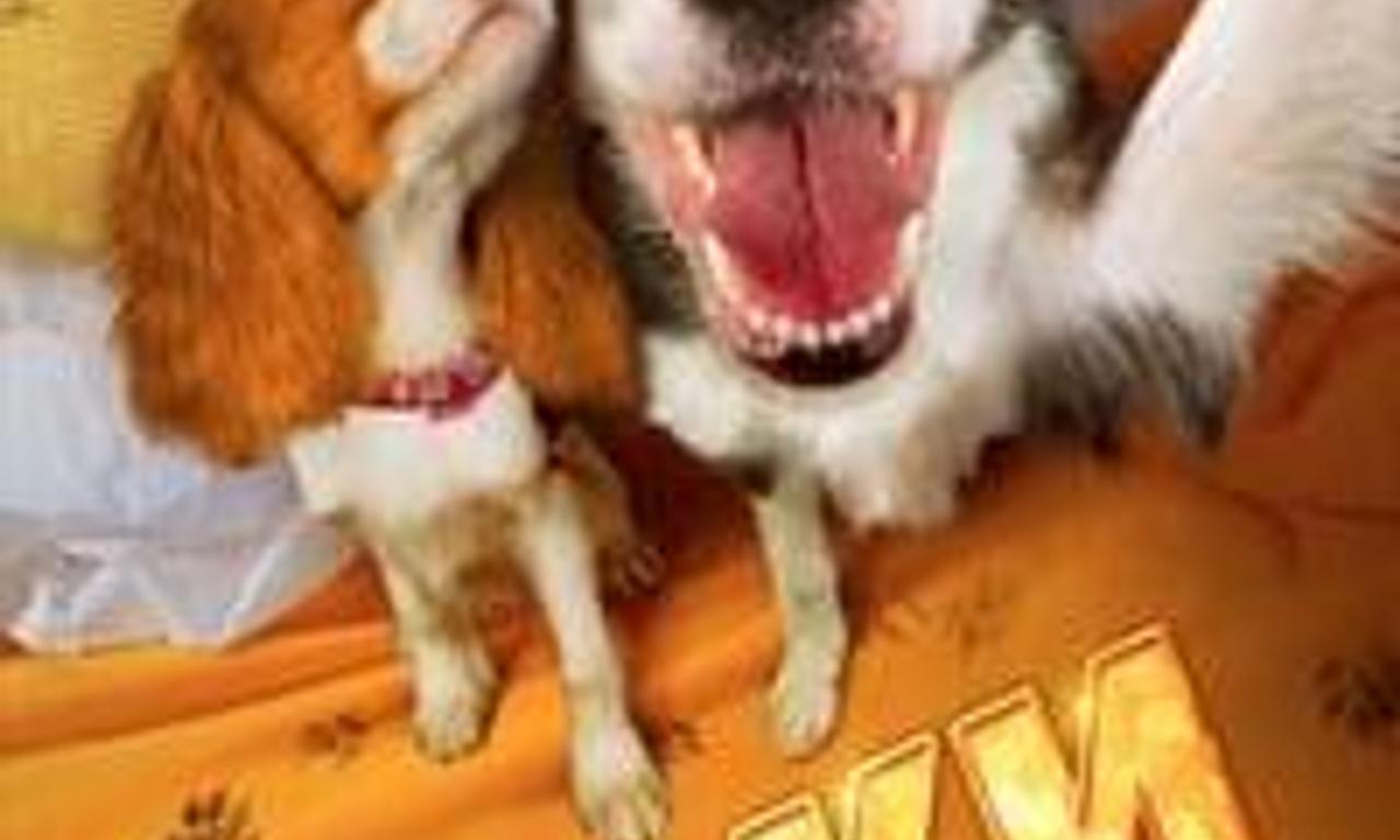 header image for Shaggy Christmas Trees