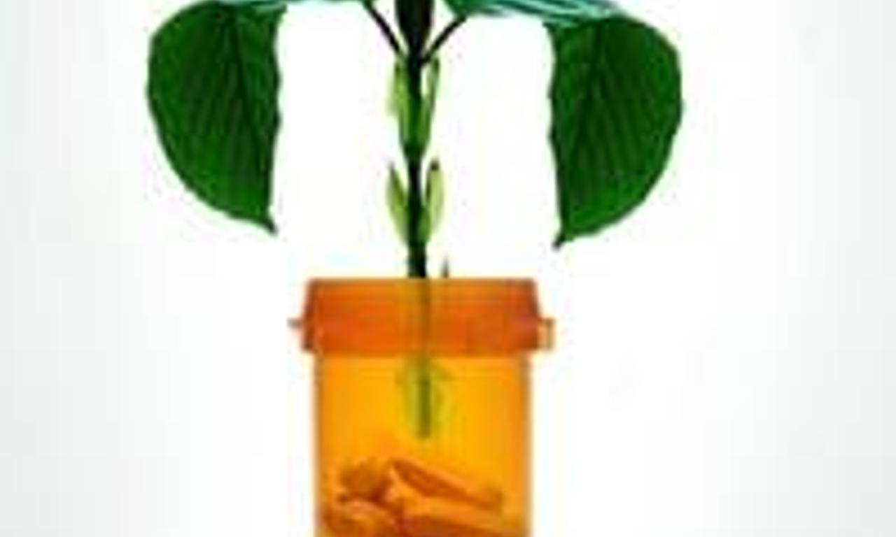 header image for A Leaf of Faith