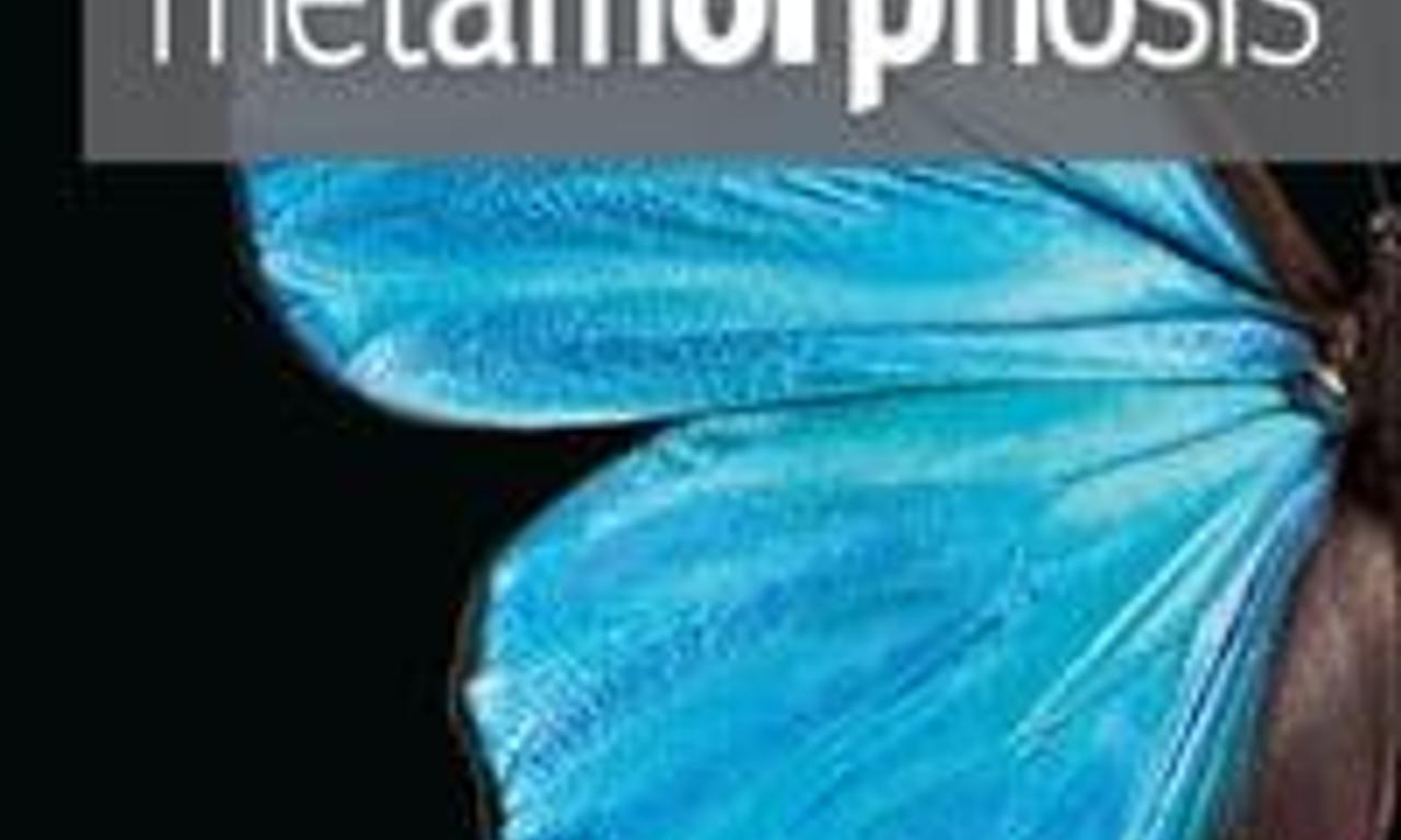 header image for Metamorphosis: The Design and Beauty of Butterflies