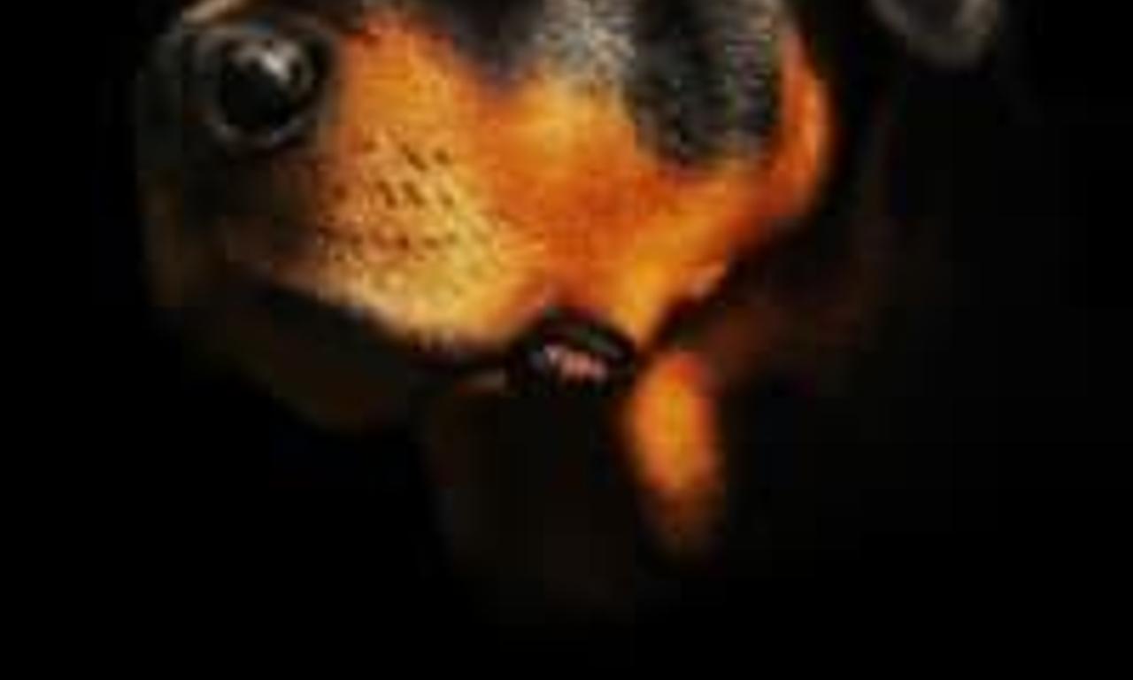 header image for Black Beauty Breed