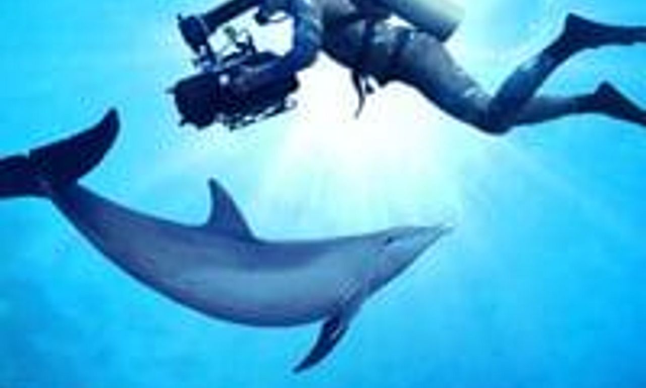 header image for Diving With Dolphins