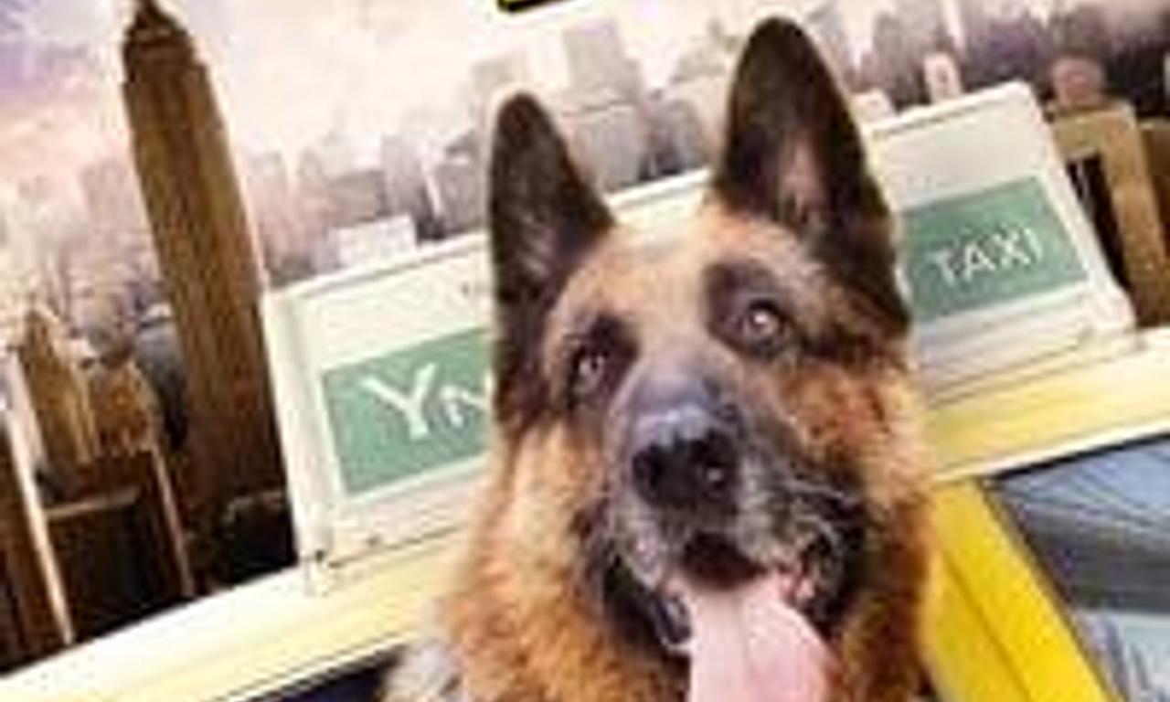 header image for Cool Dog