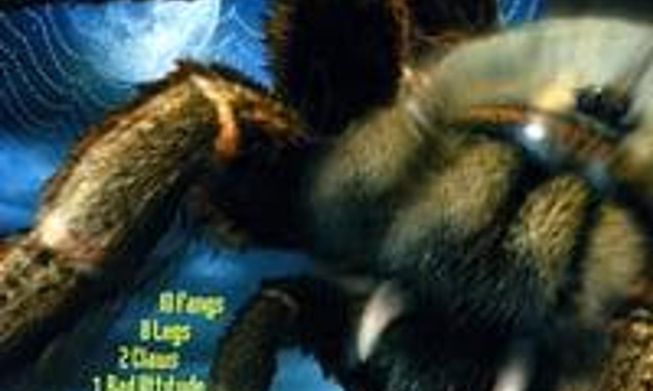 header image for Arachnia