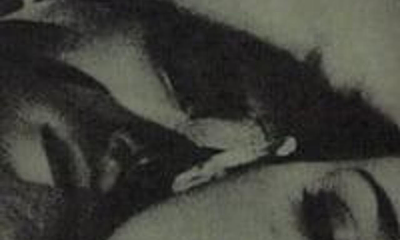 header image for Shadows