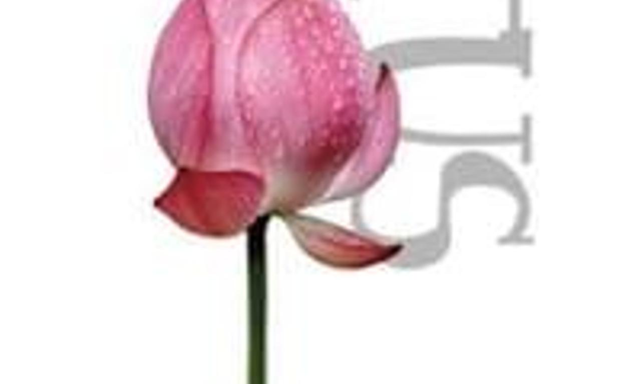header image for Lotus