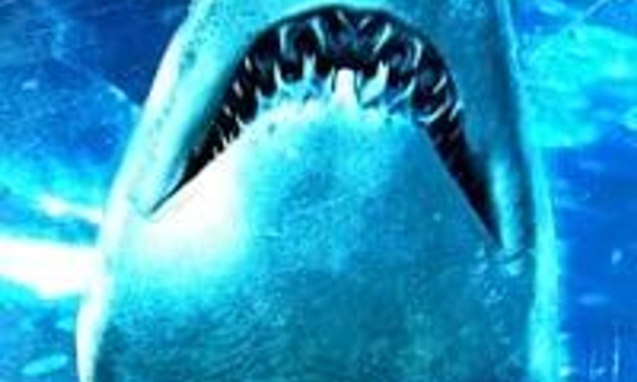 header image for Dam Sharks!