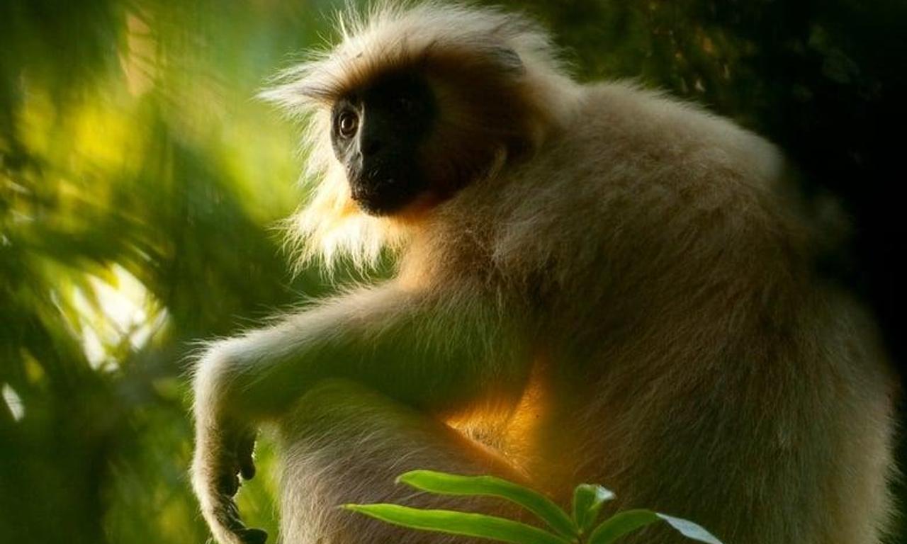 header image for Secrets of Wild India