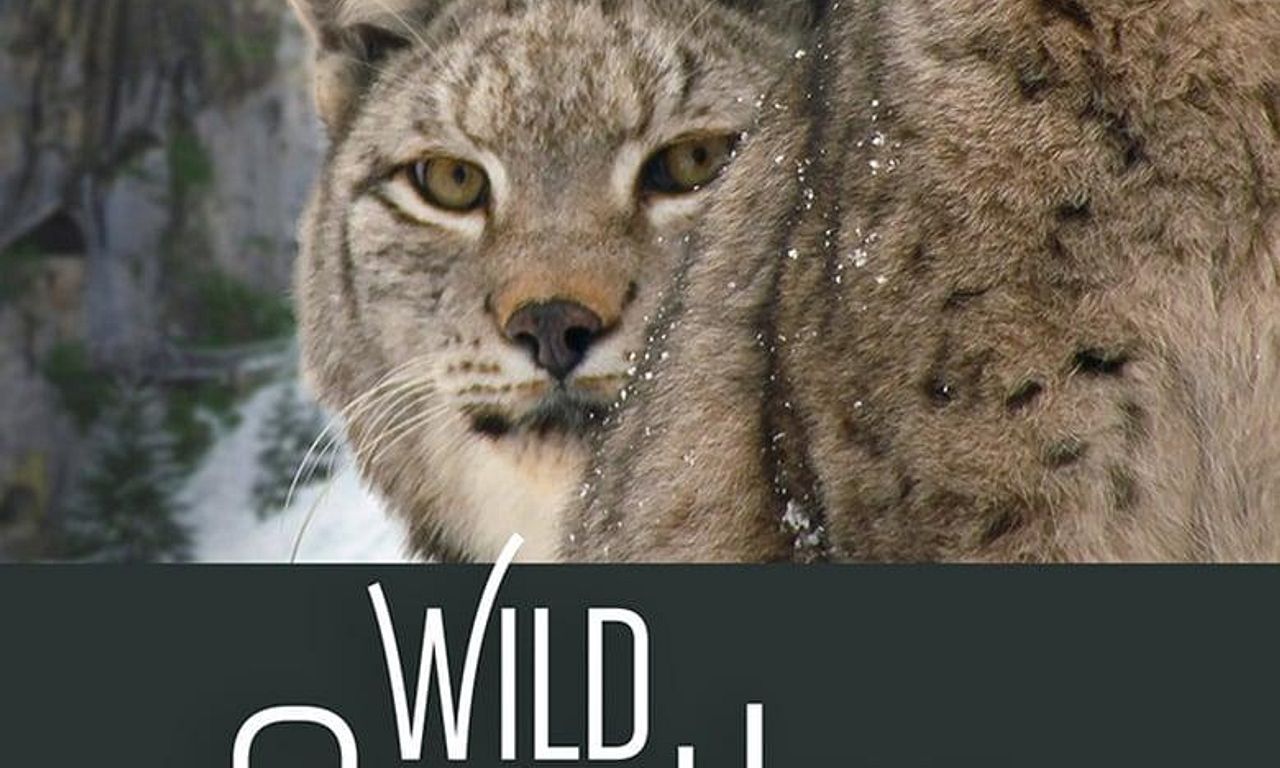 header image for Wild Castles