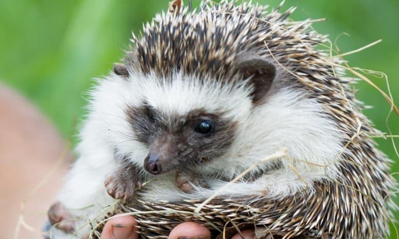 header image for Malawi Wildlife Rescue