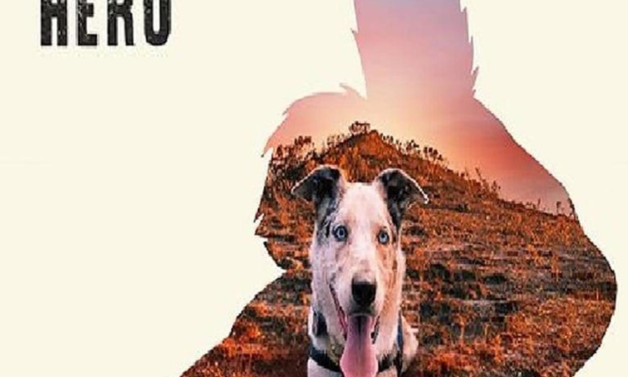 header image for Bear: Koala Hero