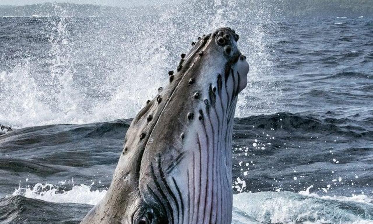 header image for Secrets of the Whales