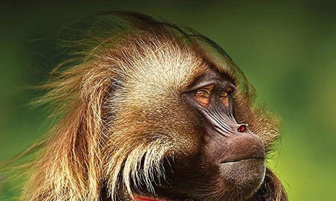 header image for Africa