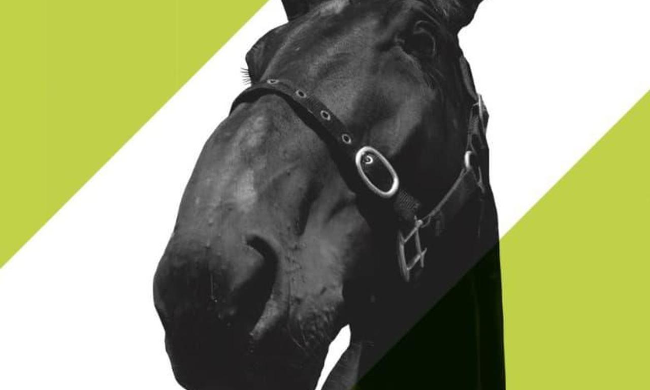 header image for Horses