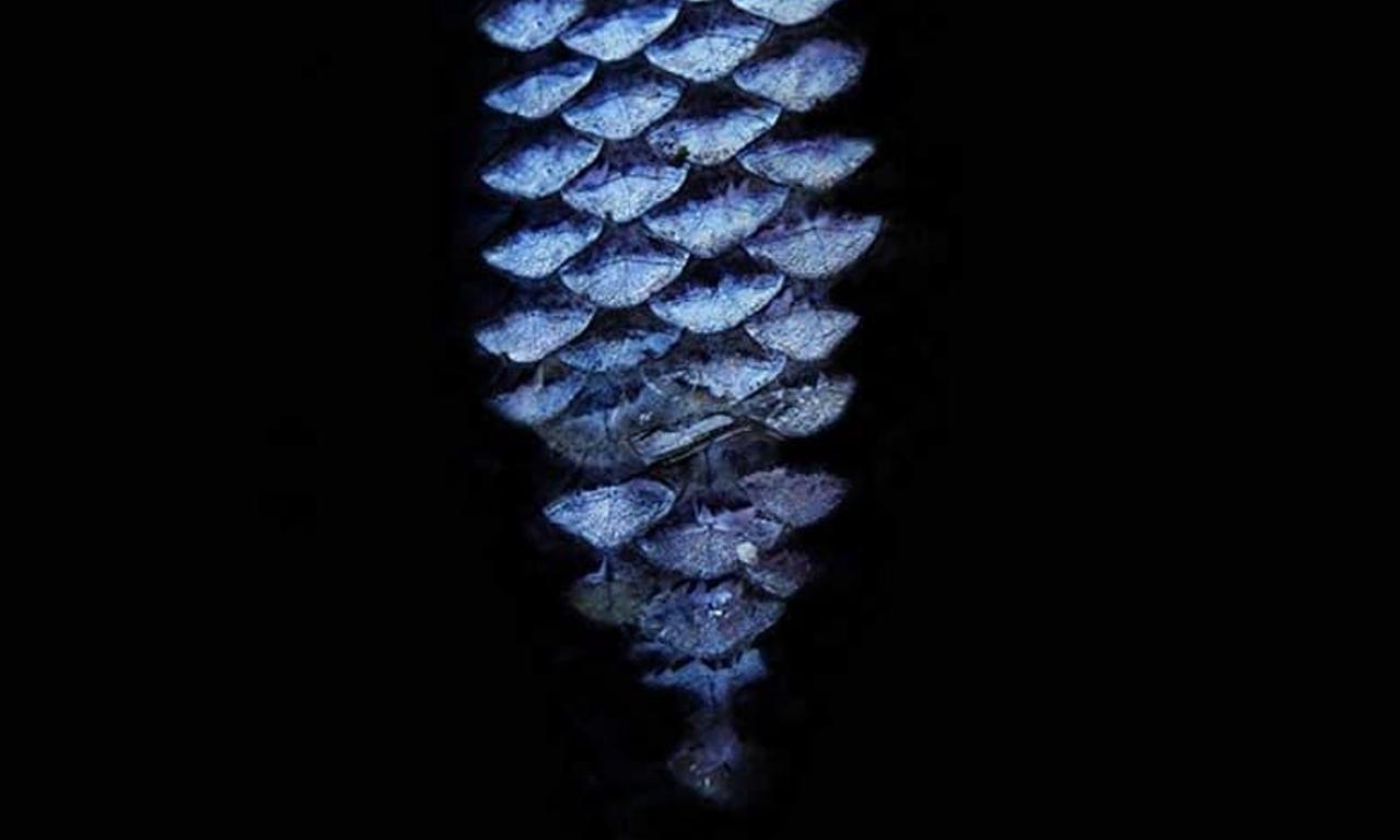 header image for La Sirena