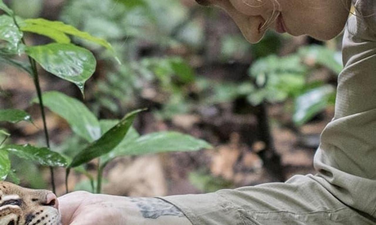 header image for Wildcat