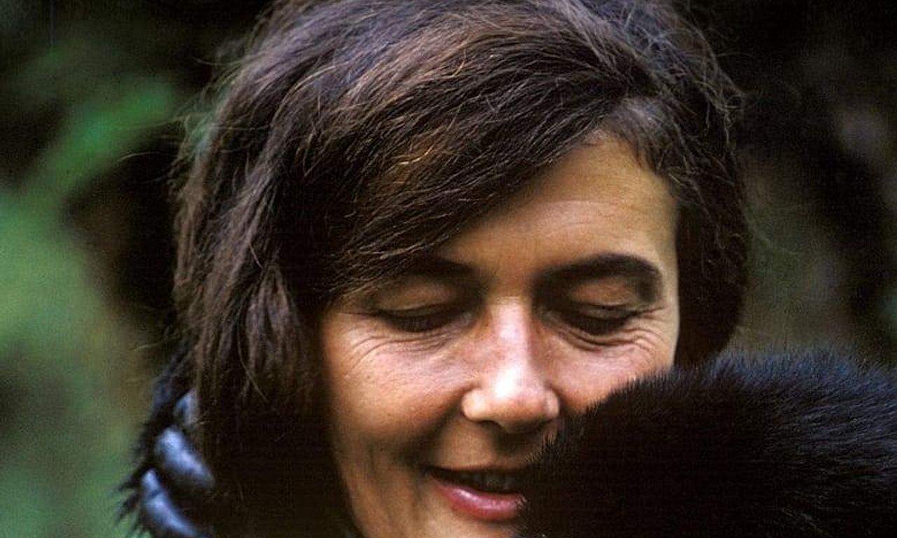 header image for Dian Fossey: Secrets in the Mist