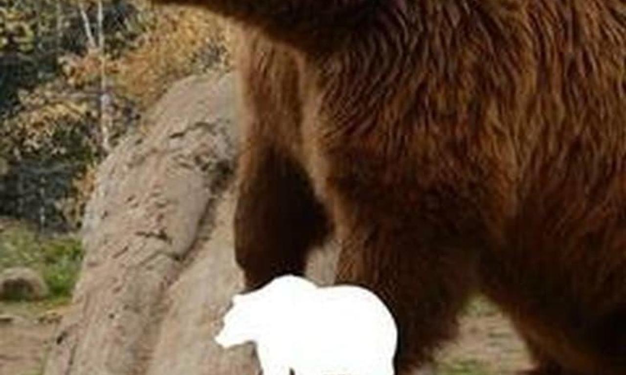 header image for Grizzly Uprising