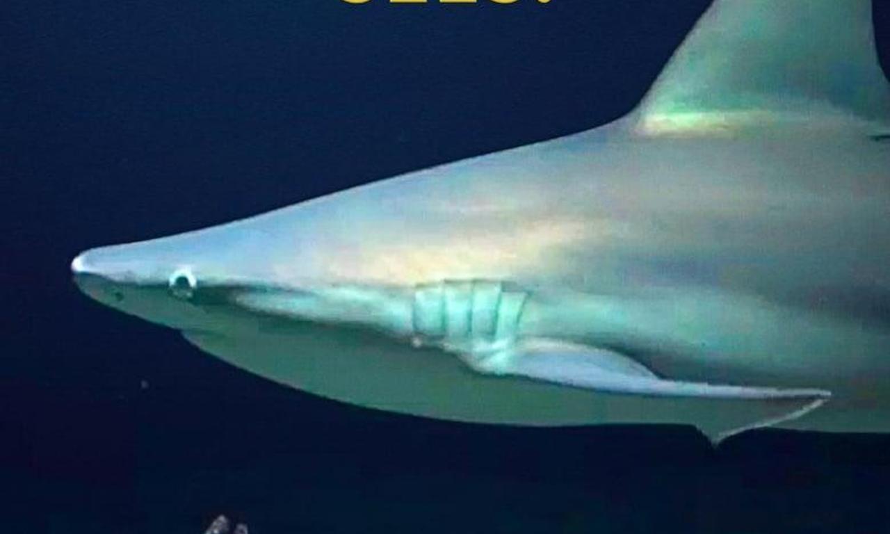 header image for What Sam Sees