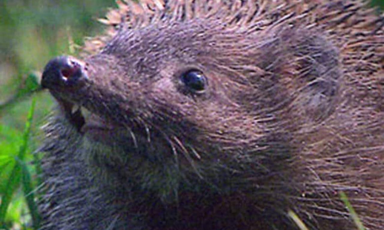 header image for Year of the Hedgehog